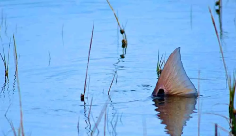 Tailing Redfish by Jason Stemple