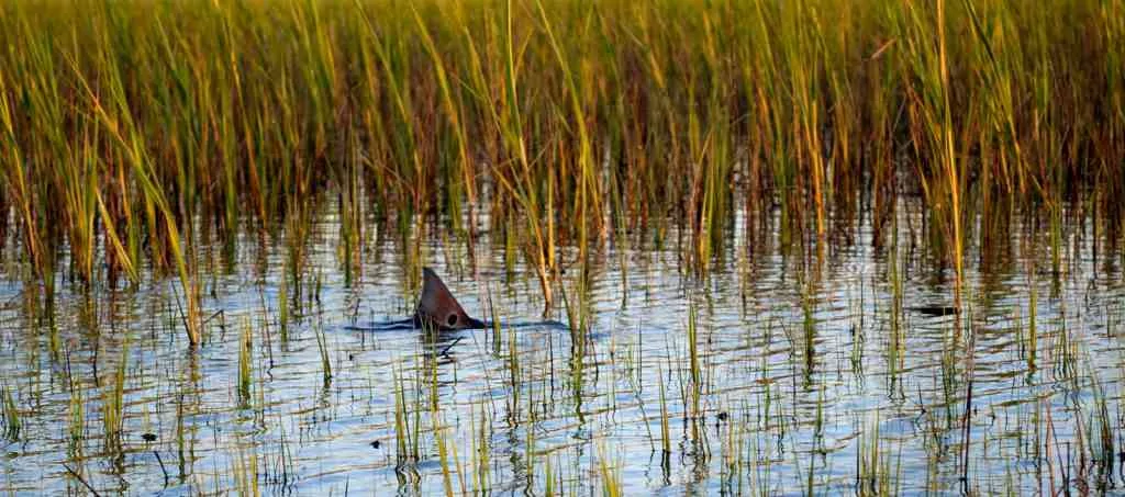 tailingredfish_slide3_slider