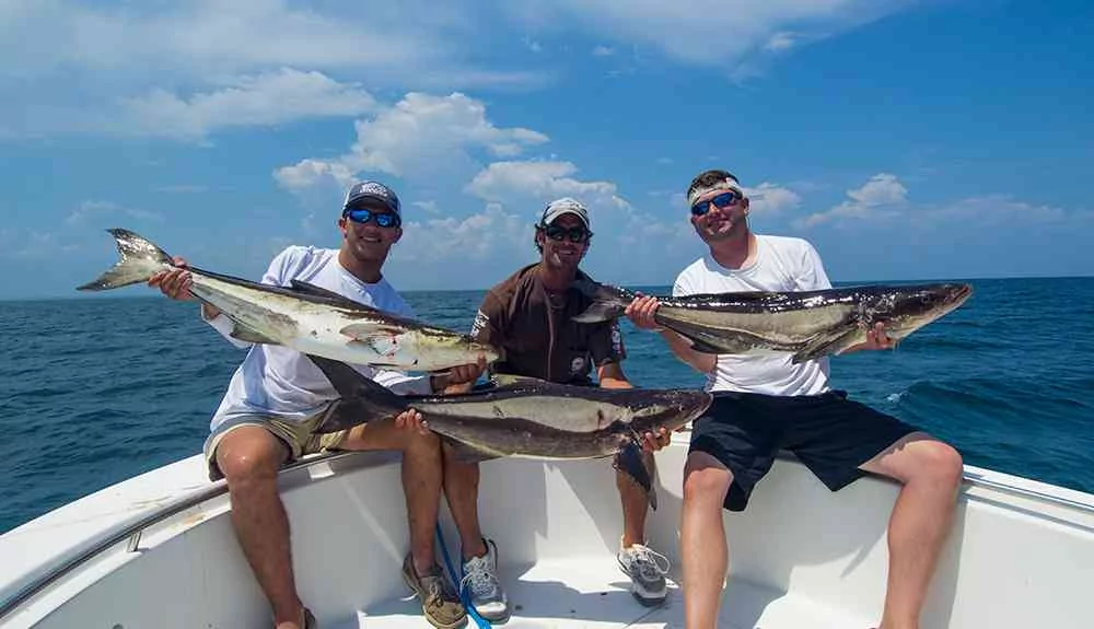 cobia1