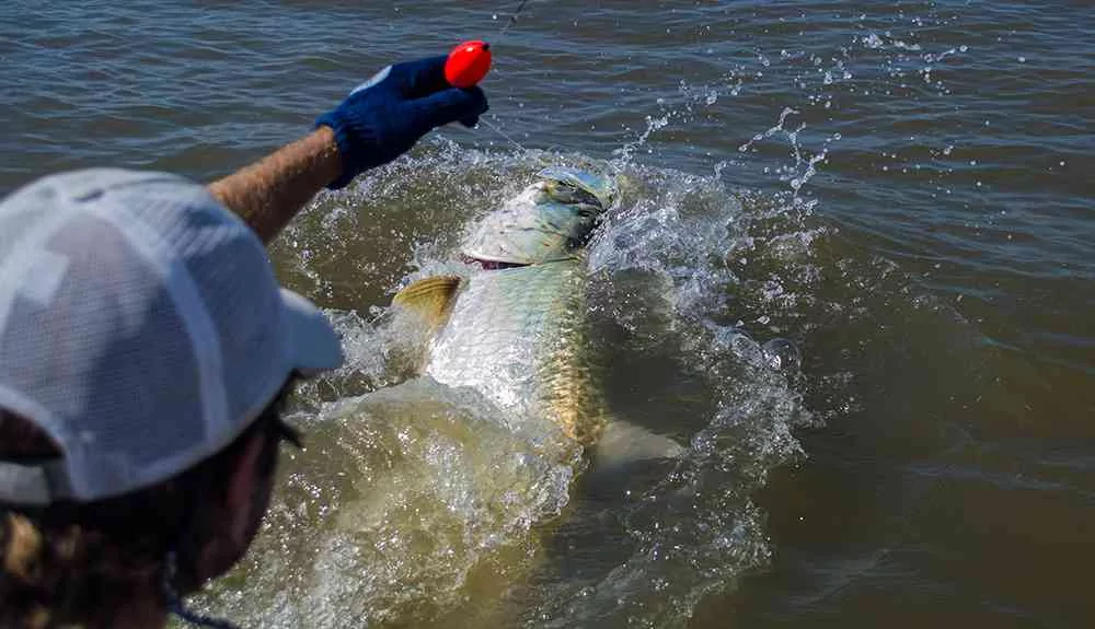georgetown-tarpon-rusty-1