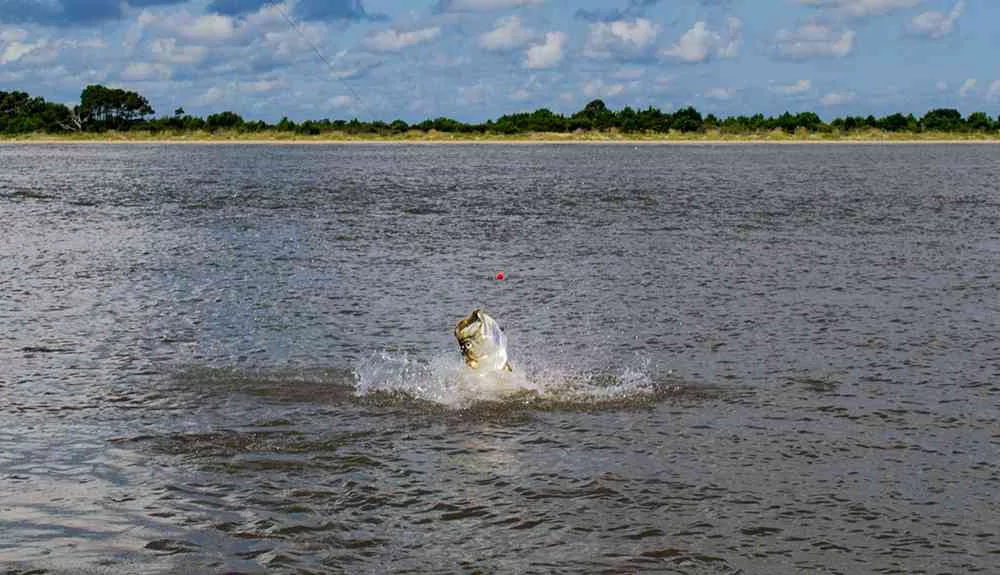 georgetown-tarpon-rusty3