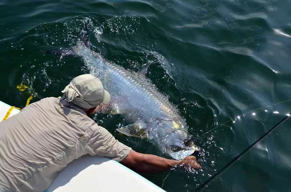 2014 Lowcountry Tarpon Tournament Results lowcountrytarpon4