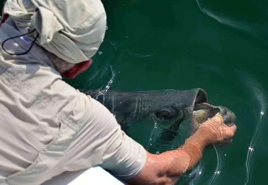 2014 Lowcountry Tarpon Tournament Results lowcountrytarpon5