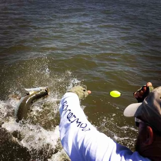 2014 Lowcountry Tarpon Tournament Results lowcountrytarpon7