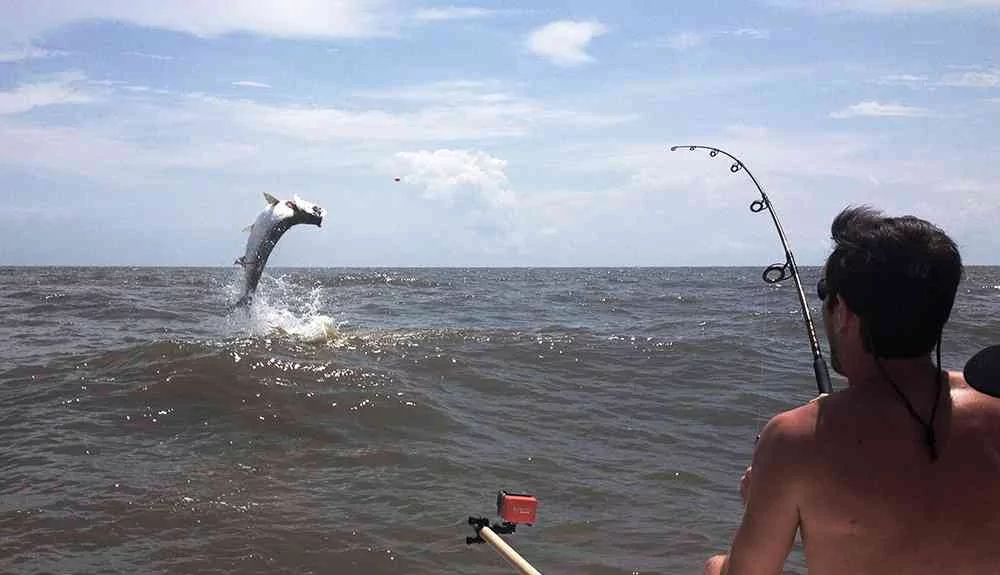 tarpon-will