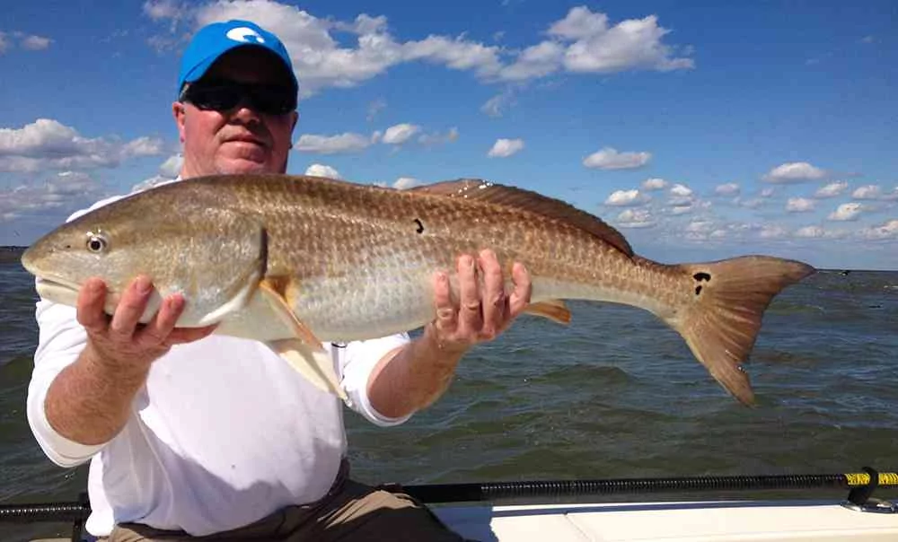 georgetown-redfish-chev2