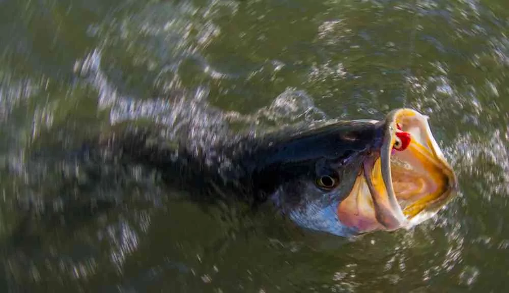 trout-close-blr2