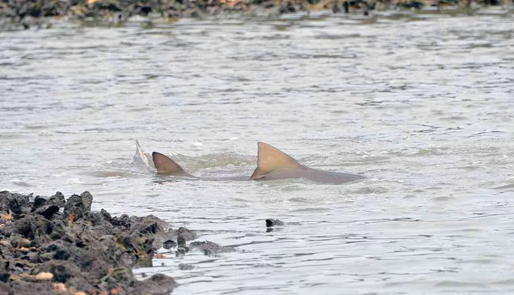 Bull-Shark-Myrtle-Beach