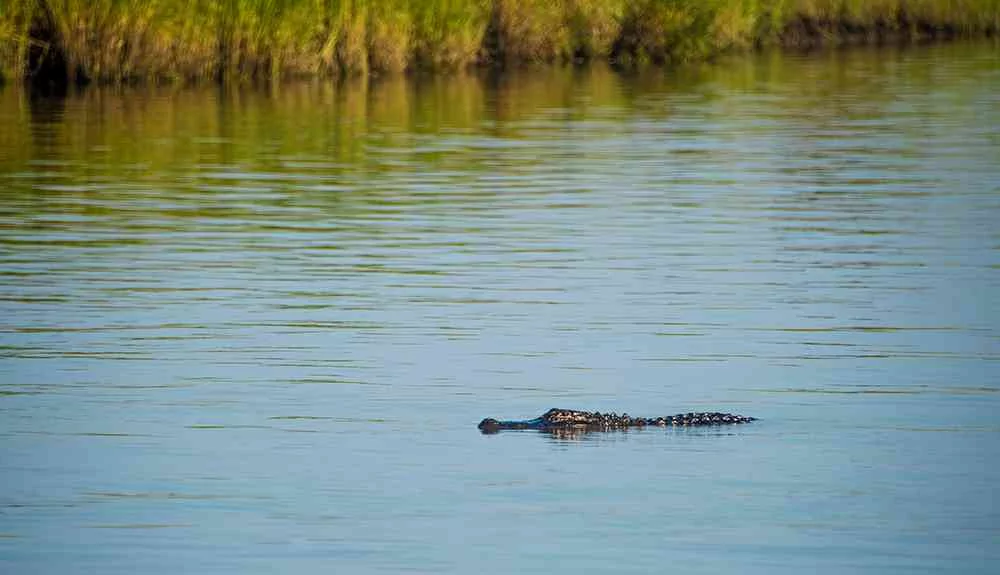 alligator-myrtle-beach