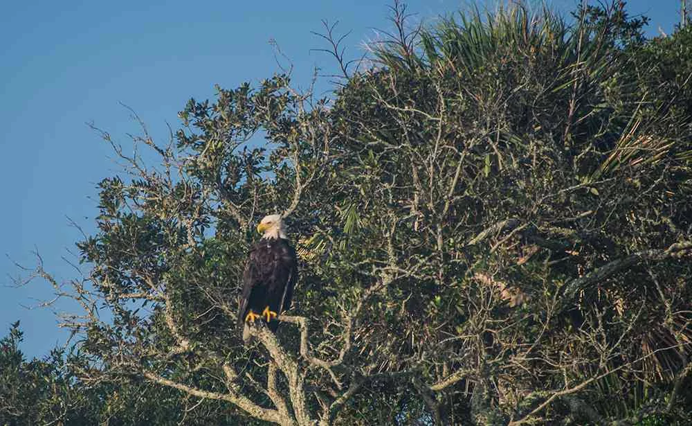 bald-eagle-georgetown-sc