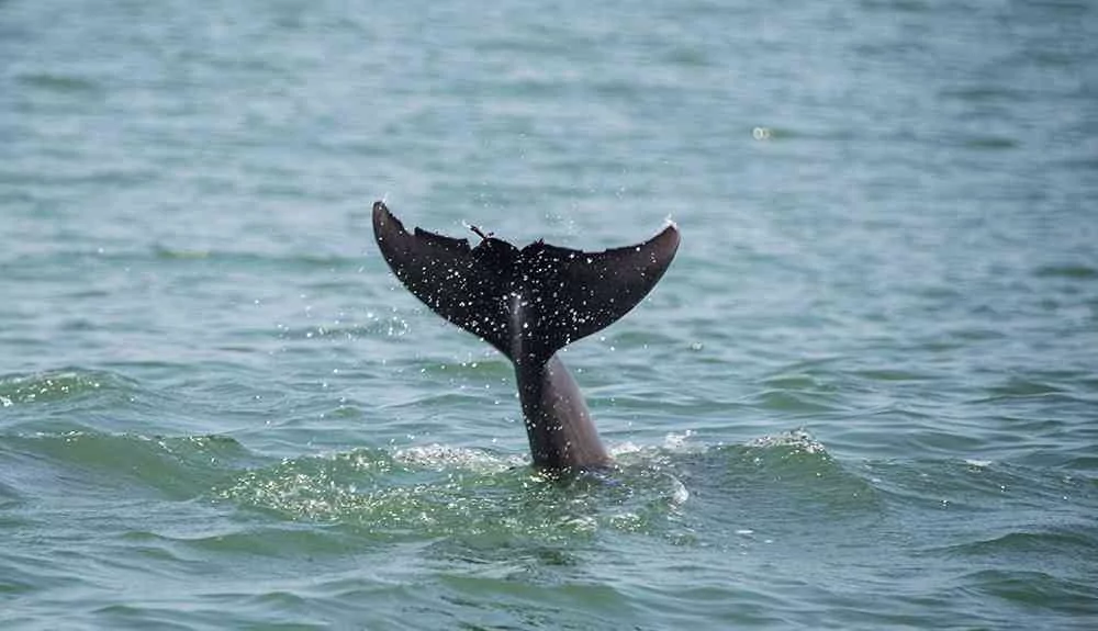 dolphin-myrtle-beach-2