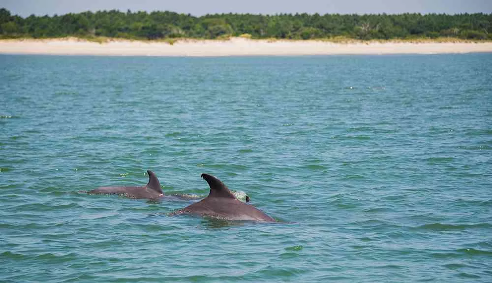 dolphin-myrtle-beach