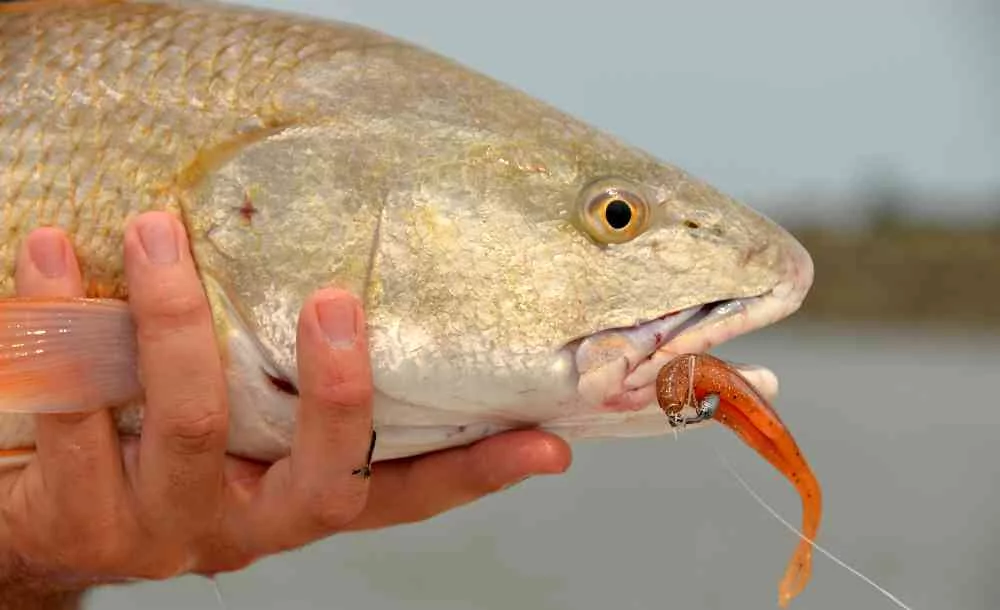 hallowed-redfish-georgetown-2