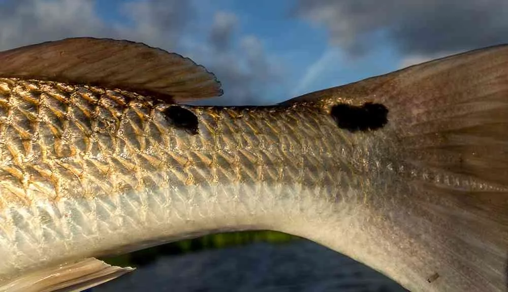 redfish-tail-winyah-bay