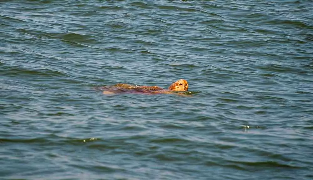 sea-turtle-myrtle-beach