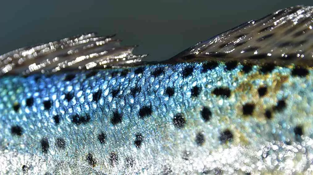 Fish ID Macro 01