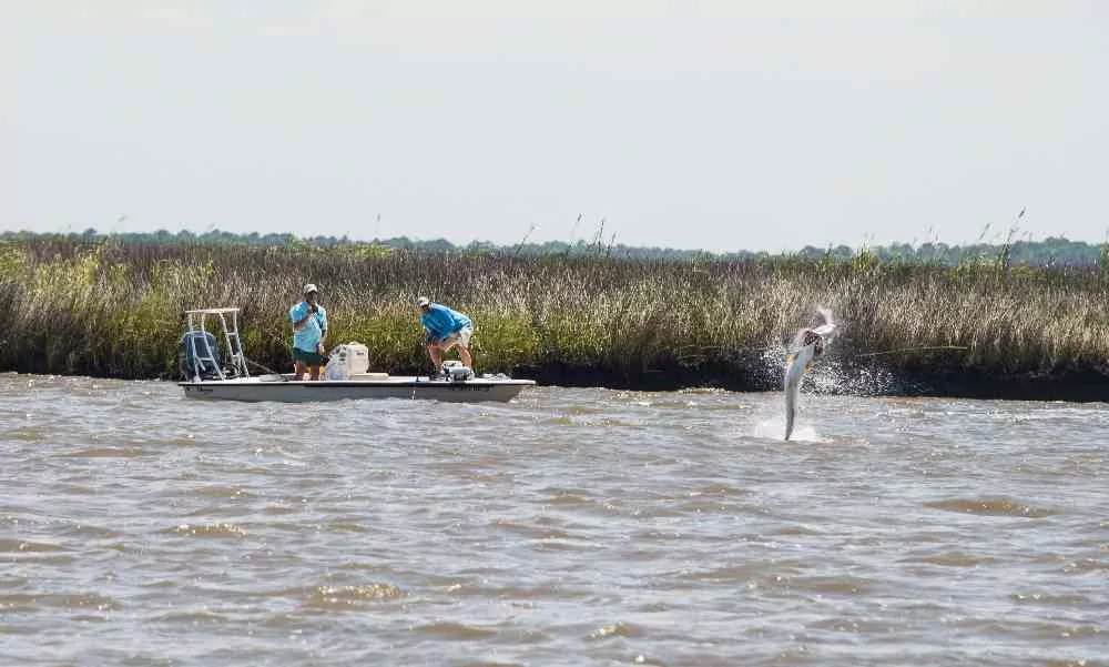 Tarpon Fishing in Full Swing! Newman-Tarpon-01