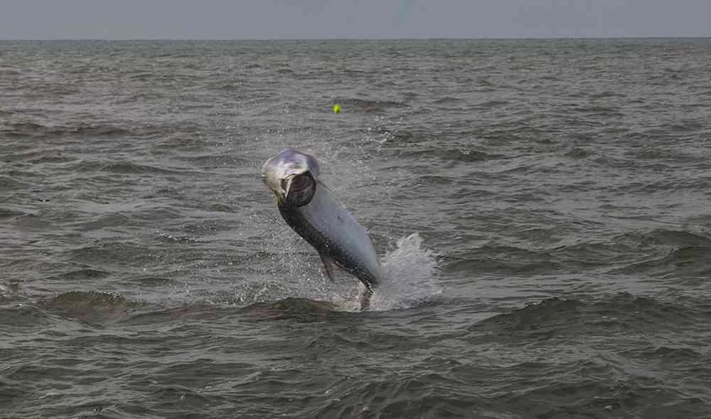 Tarpon Fishing in Full Swing! georgetown-tarpon-fishing-charters-pate-02