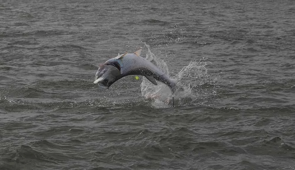 Tarpon Fishing in Full Swing! georgetown-tarpon-fishing-charters-pate-03