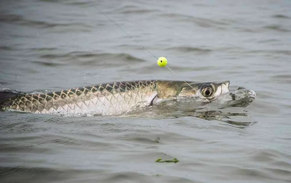 Tarpon Fishing in Full Swing! georgetown-tarpon-fishing-charters-pate-04