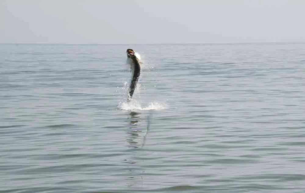 Tarpon Fishing in Full Swing! gerogetown-tarpon-fishing-002