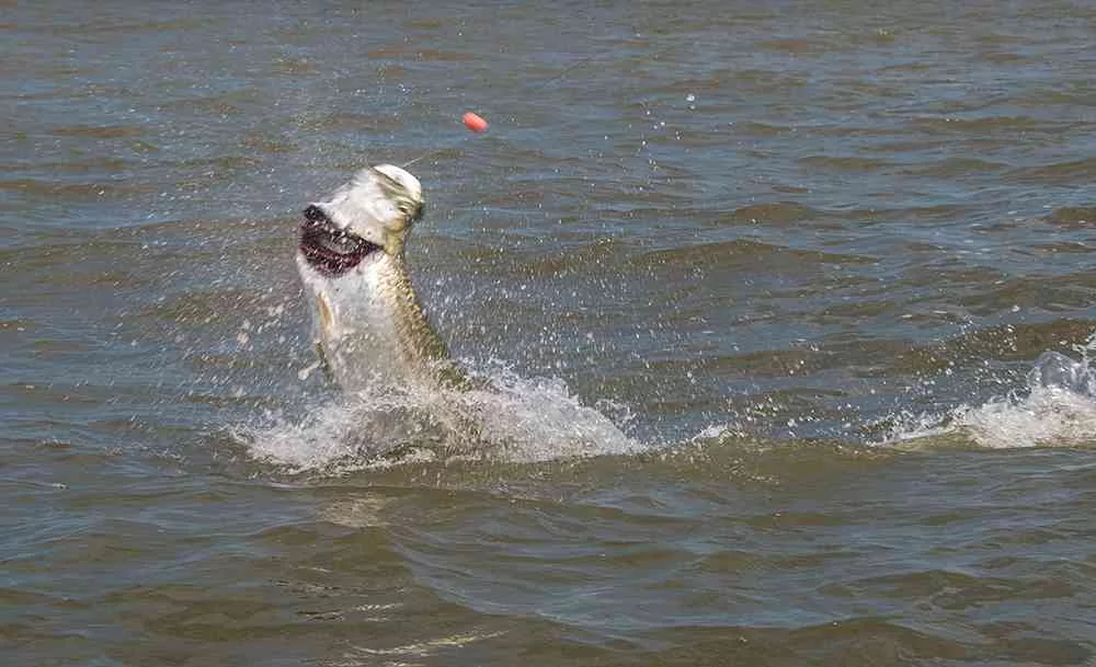 Tarpon Fishing in Full Swing! gerogetown-tarpon-fishing-charters-pate-01