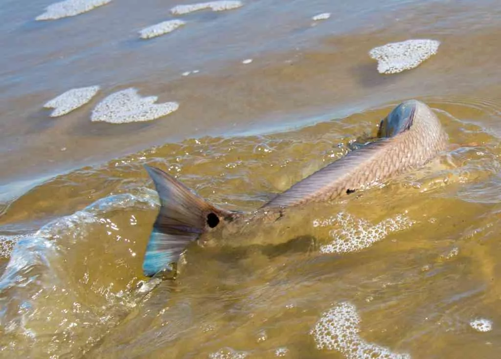 Surf-Fishing-03