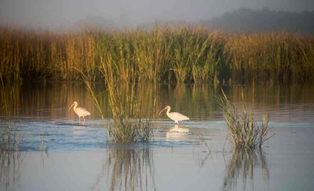 Foggy-Ibis-Myrtle-Beach-01