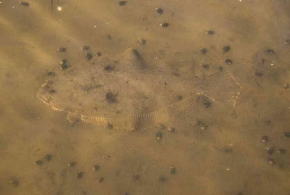 Georgetown-Flounder-Fishing-001