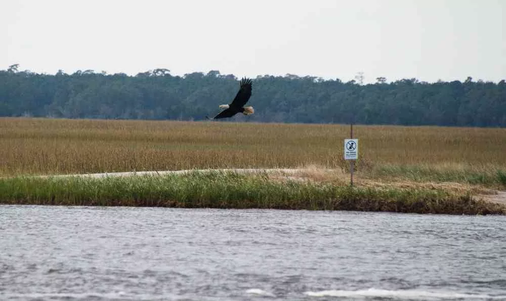North-Inlet-Bald-Eagle-01
