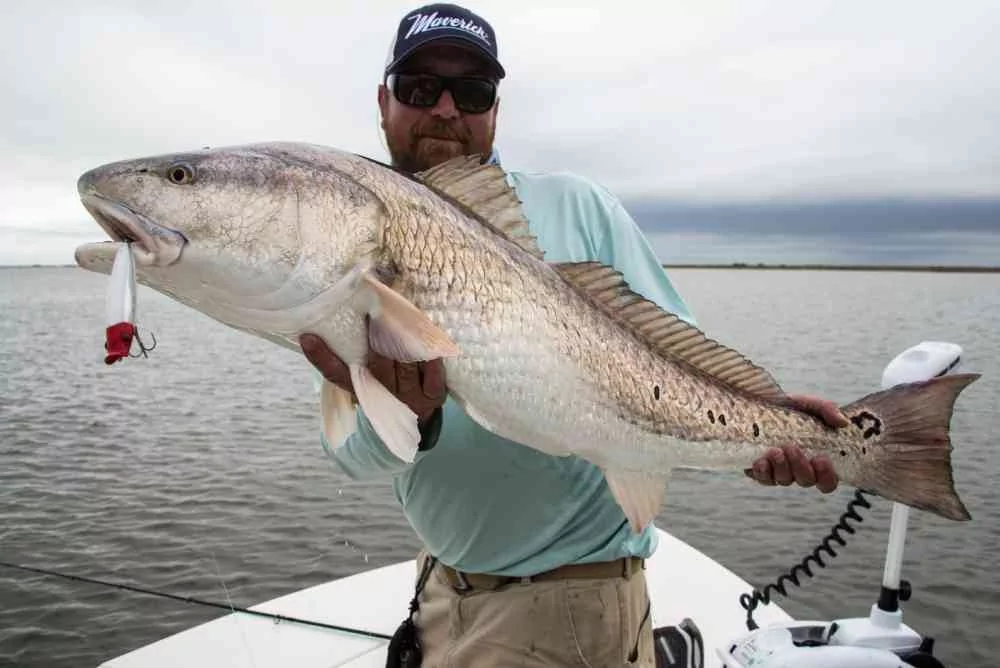 Topwater-Redfish-NW-Georgetown
