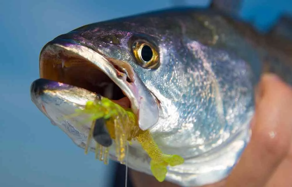 Vudu-Shrimp-Close-Up