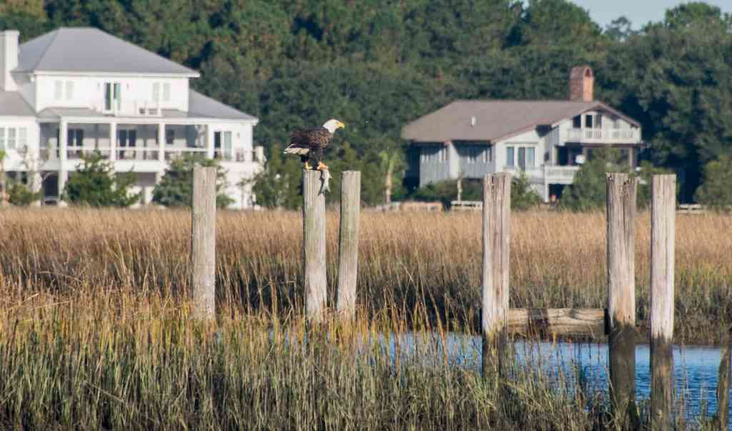 Bald-Eagle-Georgetown-01