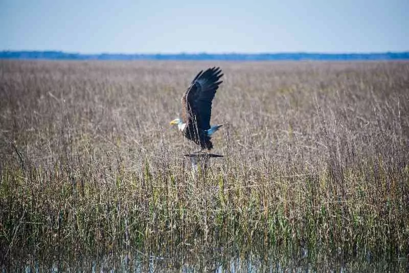 Bald-Eagle-North-Inlet-098