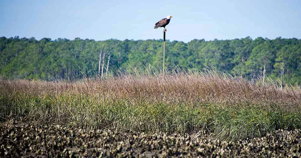 Bald-Eagle-North-Inlet