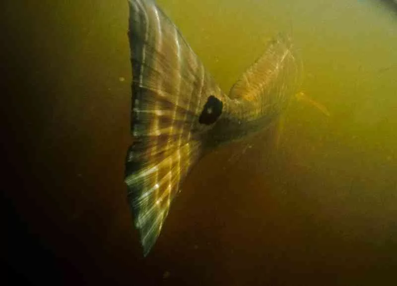 redfish pawleys island