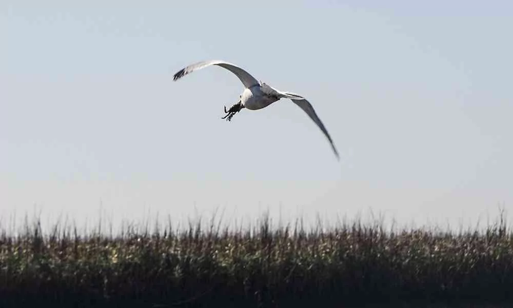 seagull crab