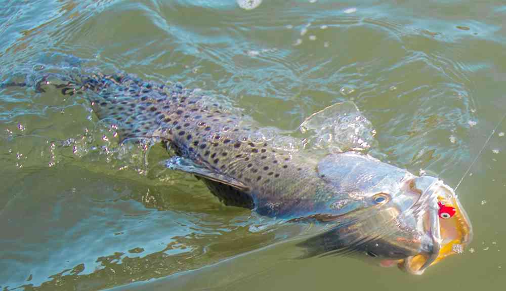 Speckled Trout Fishing Myrtle Beach