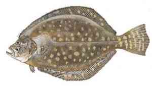 Flounder a picture of Flounder with Carolina Guide Service