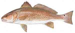 Redfish a picture of Redfish with Carolina Guide Service