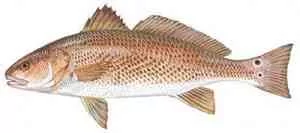 Redfish a picture of Redfish with Carolina Guide Service