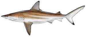 Sharks a picture of Sharks with Carolina Guide Service