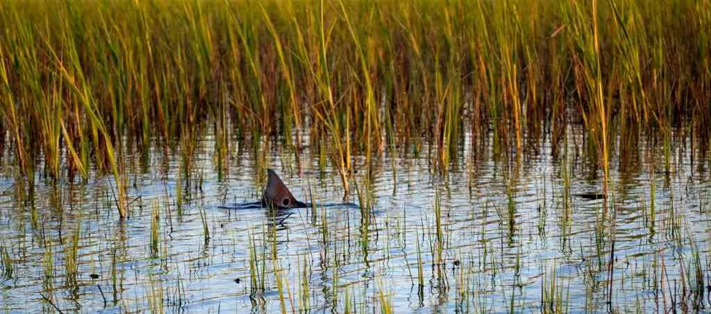 a picture of Edisto Island – Kiawah Island with Carolina Guide Service