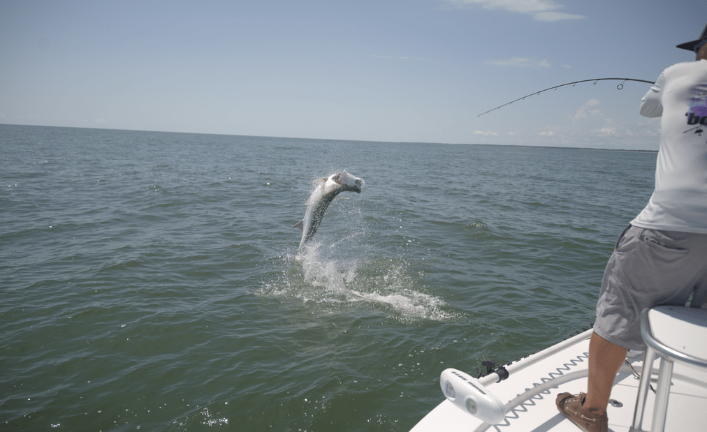 a picture of Catch The Silver King In Winyah Bay with Carolina Guide Service