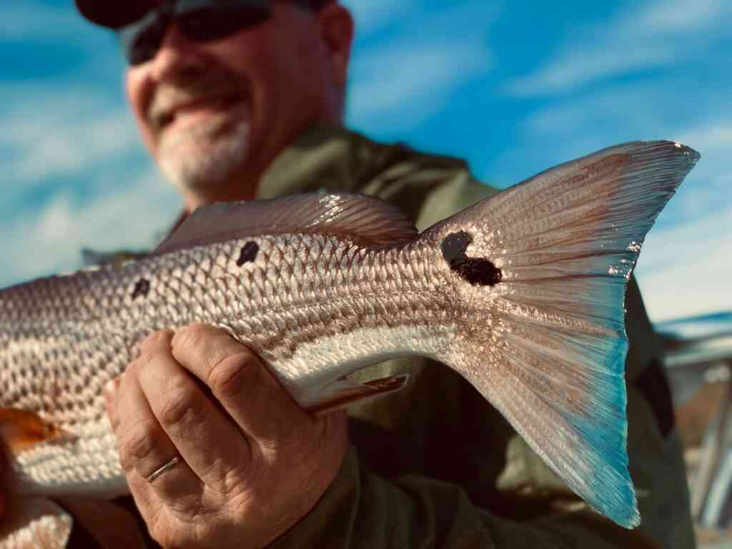 a picture of Springtime Redfish In Georgetown with Carolina Guide Service