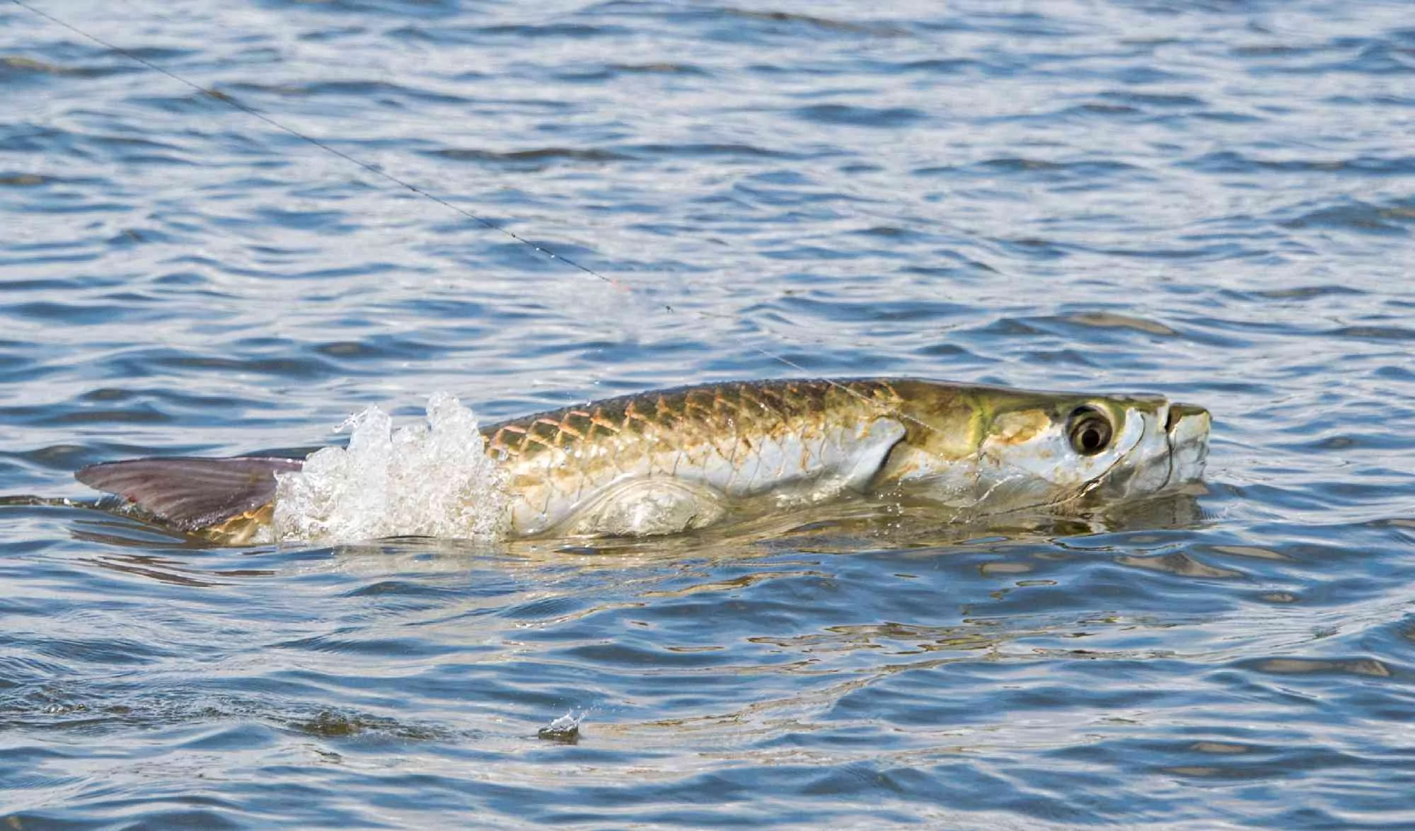 preston-tarpon-03