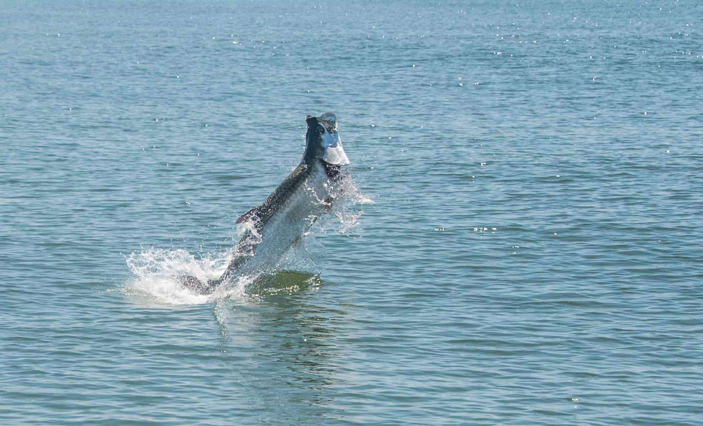 a picture of Pawleys Island: September Fishing Report with Carolina Guide Service