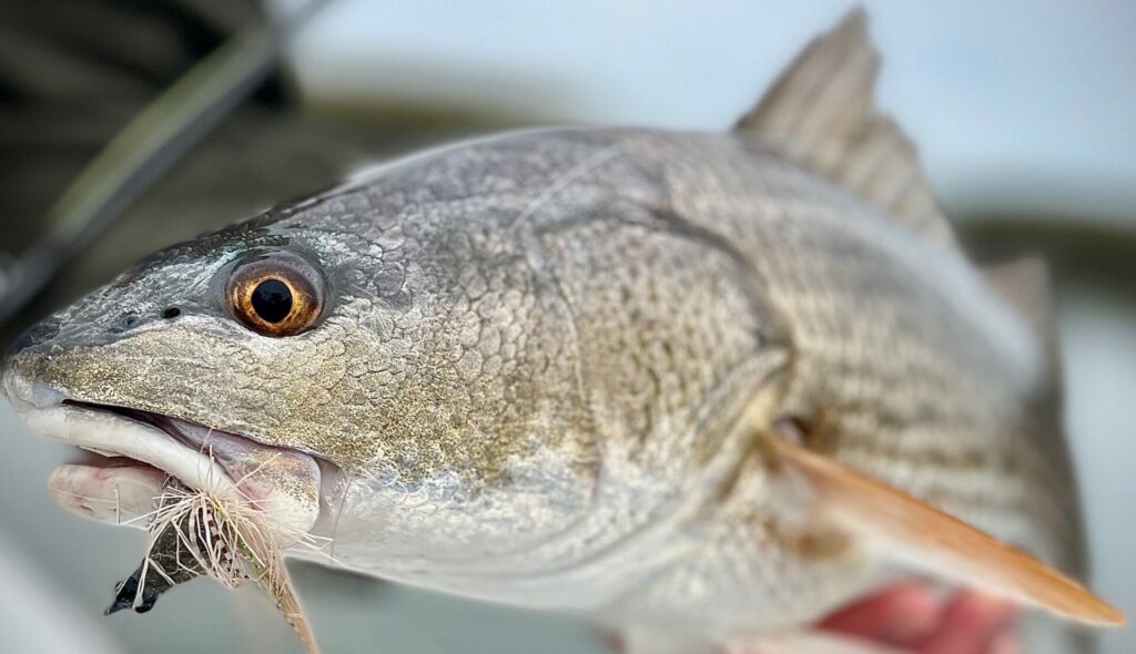 a picture of Pawleys Island Fly Fishing Guide with Carolina Guide Service